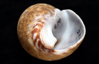 阿拉伯鳳螺藏品圖，第6張