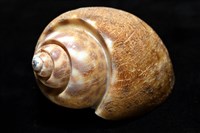 阿拉伯鳳螺藏品圖，第10張