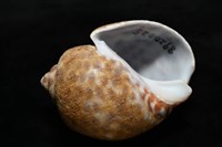 阿拉伯鳳螺藏品圖，第14張