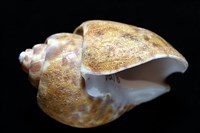 阿拉伯鳳螺藏品圖，第15張