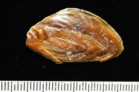 阿拉伯鳳螺藏品圖，第17張