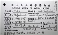 阿拉伯鳳螺藏品圖，第18張