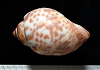阿拉伯鳳螺藏品圖，第4張