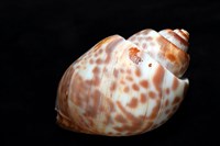 阿拉伯鳳螺藏品圖，第12張