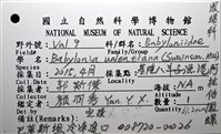 阿拉伯鳳螺藏品圖，第14張