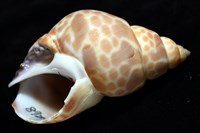 錫蘭鳳螺藏品圖，第8張