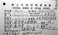錫蘭鳳螺藏品圖，第20張