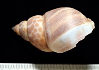 錫蘭鳳螺藏品圖，第3張