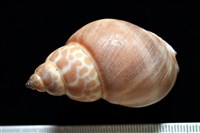 錫蘭鳳螺藏品圖，第4張