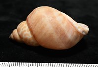 錫蘭鳳螺藏品圖，第5張