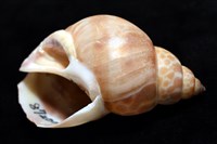 錫蘭鳳螺藏品圖，第8張
