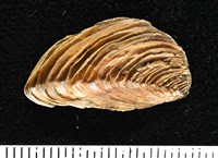 錫蘭鳳螺藏品圖，第14張
