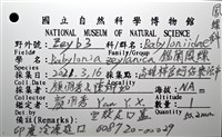 錫蘭鳳螺藏品圖，第16張