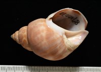 錫蘭鳳螺藏品圖，第2張