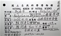 錫蘭鳳螺藏品圖，第18張