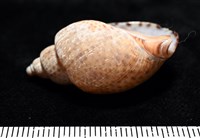 南非鳳螺藏品圖，第2張