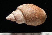 南非鳳螺藏品圖，第4張
