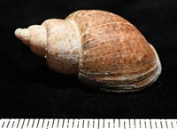 南非鳳螺藏品圖，第6張