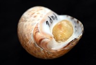 南非鳳螺藏品圖，第7張