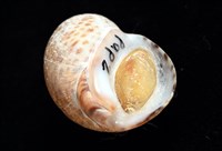南非鳳螺藏品圖，第8張