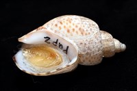 南非鳳螺藏品圖，第9張