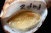 南非鳳螺藏品圖，第10張