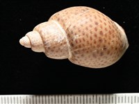 南非鳳螺藏品圖，第3張