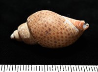 南非鳳螺藏品圖，第4張