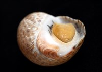 南非鳳螺藏品圖，第5張