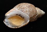 南非鳳螺藏品圖，第7張