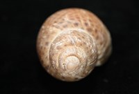 南非鳳螺藏品圖，第8張