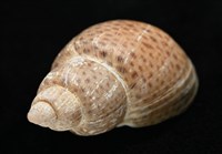 南非鳳螺藏品圖，第9張