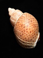 南非鳳螺藏品圖，第10張