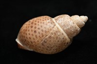 南非鳳螺藏品圖，第12張