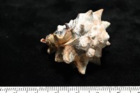 短拳螺藏品圖，第5張