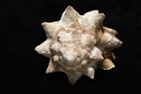 短拳螺藏品圖，第7張