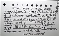 短拳螺藏品圖，第18張