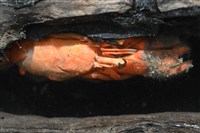 大門螯(大輕石)寄居蟹藏品圖，第11張