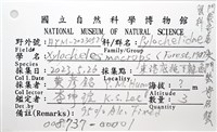 大門螯(大輕石)寄居蟹藏品圖，第15張