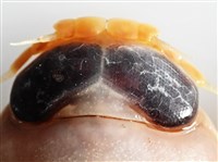 未知種紡錘水虱藏品圖，第12張