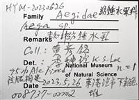 未知種紡錘水虱藏品圖，第16張