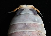 未知種紡錘水虱藏品圖，第2張