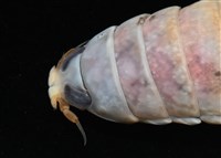 未知種紡錘水虱藏品圖，第3張