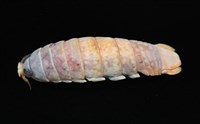 未知種紡錘水虱藏品圖，第4張