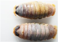 未知種紡錘水虱藏品圖，第7張
