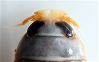 未知種紡錘水虱藏品圖，第8張