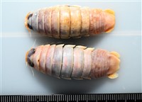 未知種紡錘水虱藏品圖，第10張