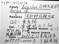 未知種紡錘水虱藏品圖，第12張