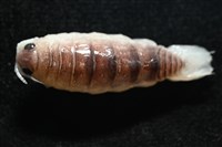 未知種狹長水虱藏品圖，第2張
