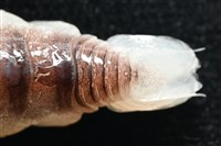 未知種狹長水虱藏品圖，第3張